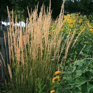 Calamagrostis acutiflora Karl Foerster