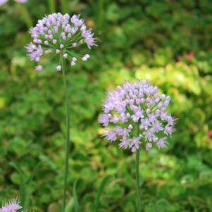 Allium senescens 