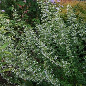 Calamintha nepeta Montrose White