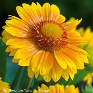 Gaillardia grandiflora Arizona Apricot