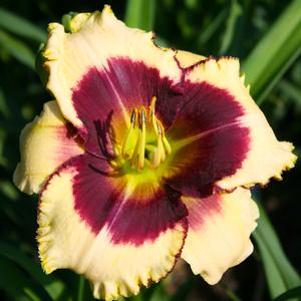 Hemerocallis Blackthorne