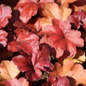 Heuchera micrantha x villosa Fire Alarm