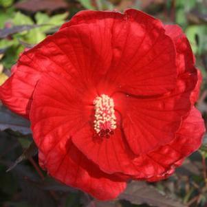 Hibiscus moscheutos Midnight Marvel