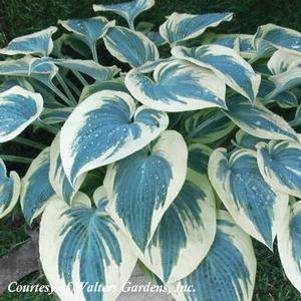 Hosta Blue Ivory