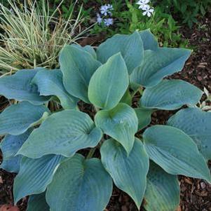 Hosta Blueberry Muffin