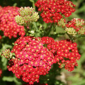 Achillea millefolium Paprika