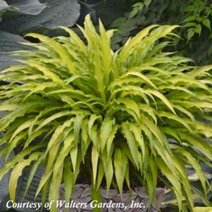 Hosta Curly Fries