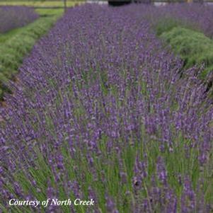 Lavandula intermedia Phenomenal