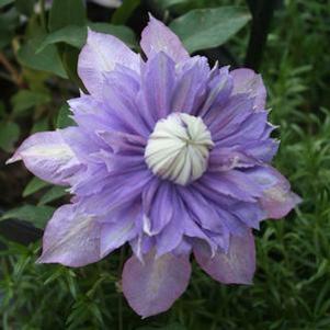 Clematis Diamantina