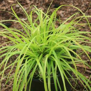 Carex oshimensis Everillo
