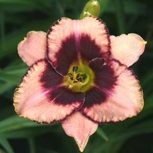 Hemerocallis Daring Deception