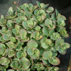 Sedum Lime Zinger