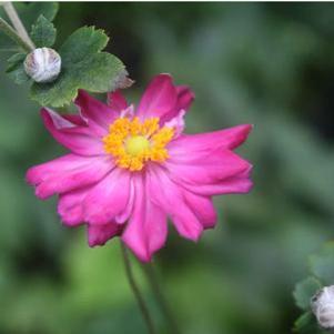 Anemone hupehensis Pretty Lady Julia