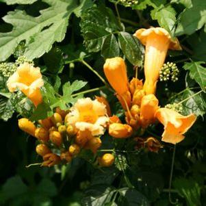 Campsis radicans Flava