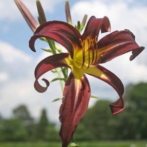 Hemerocallis Black Arrowhead