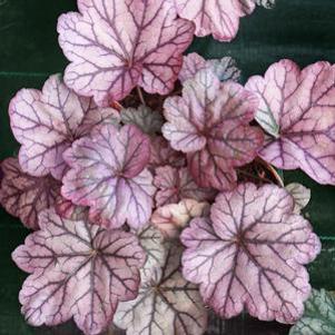 Heuchera villosa Sugar Plum