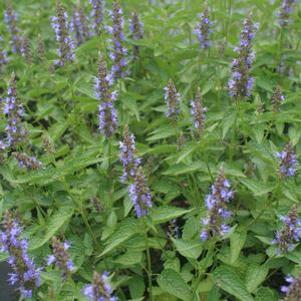 Agastache rugosa Little Adder
