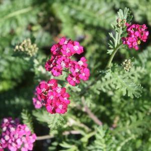 Achillea millefolium New Vintage™ Violet