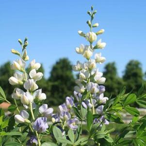 Baptisia Prairieblues Lunar Eclipse