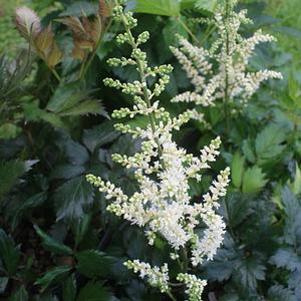 Astilbe chinensis Vision in White