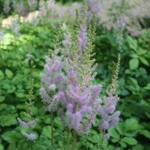 Astilbe chinensis var. taquetii Superba