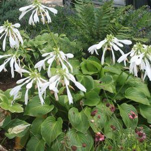 Hosta Aphrodite