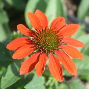 Echinacea Sombrero Adobe Orange