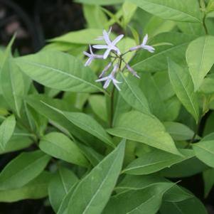 Amsonia tabernaemontana Storm Cloud