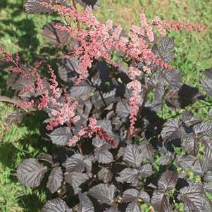Astilbe arendsii Chocolate Shogun