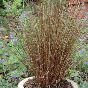 Carex buchananii (Red Fox) 