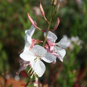 Gaura lindheimeri Sparkle White