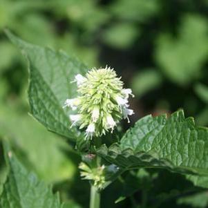 Agastache rugosa Honey Bee White