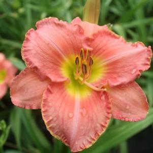 Hemerocallis Scottish Fantasy