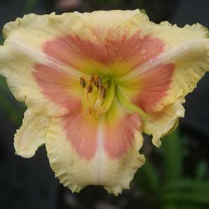 Hemerocallis When My Sweetheart Returns