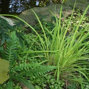 Carex elata Bowles Golden