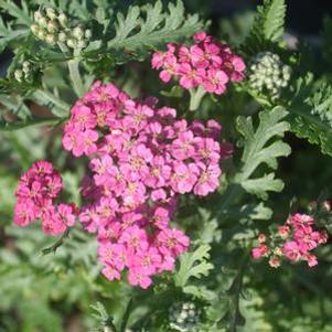 Achillea millefolium New Vintage™ Rose