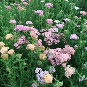 Achillea millefolium Summer Pastels