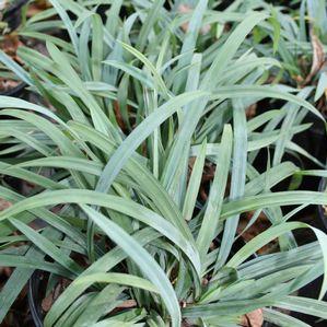 Carex laxiculmis Hobb Bunny Blue™