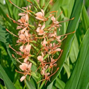 Hedychium Elizabeth