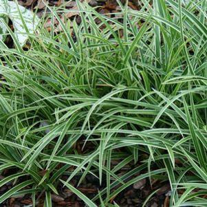Carex morrowii Ice Dance