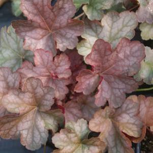 Heuchera villosa Pinot Gris