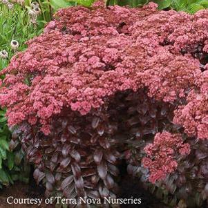 Sedum telephium Dark Magic