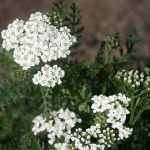 Achillea millefolium New Vintage™ White