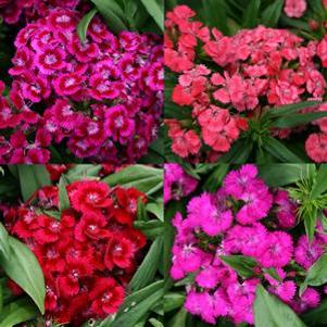 Dianthus barbatus Barbarini Mix