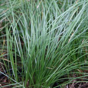 Carex pensylvanica 