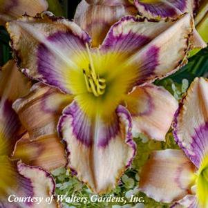 Hemerocallis Handwriting on the Wall