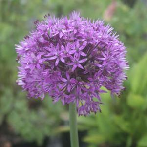 Allium aflatunense Purple Sensation