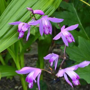 Bletilla striata 