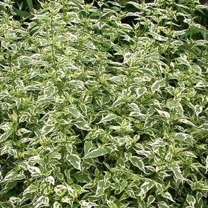 Caryopteris divaricata Snow Fairy
