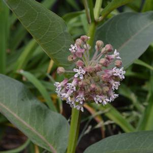 Asclepias syriaca 